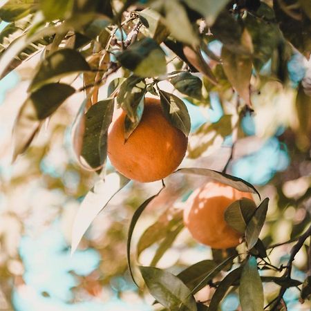 Apartman "Citrus" تريبينيي المظهر الخارجي الصورة